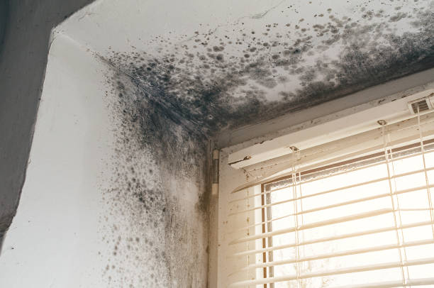Affordable Mold Remediation solutions in Coal Township, PA